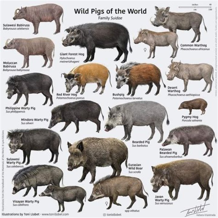 Boar Corps. Update: What's New with Wild Pig Populations
