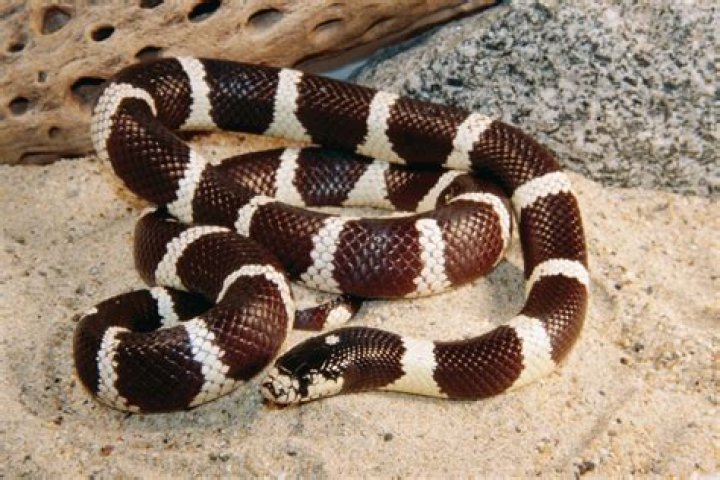 King Snake