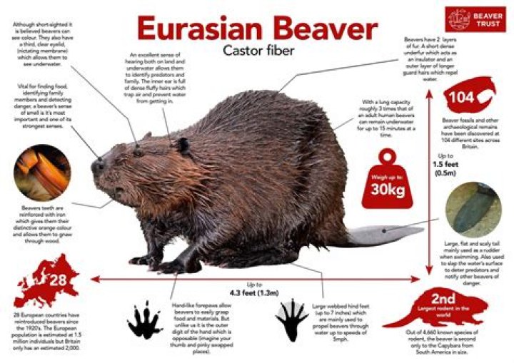 What Does Clifford Beaver Do for a Living? Unpacking a Visionary's Work